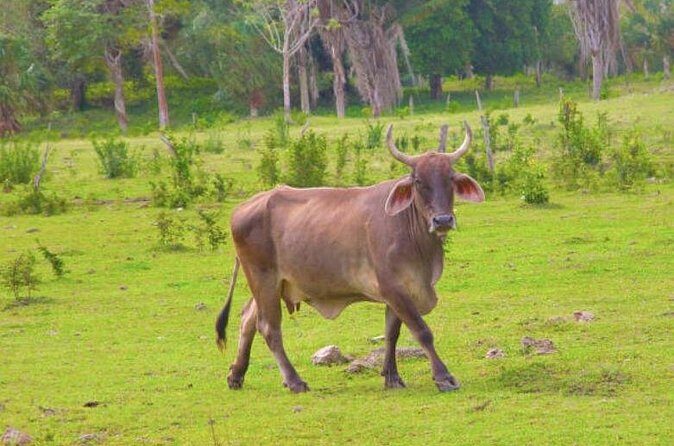 Costa Maya Shore Excursion: Chacchoben Small Group Tour with Food & Drinks - Final Thoughts
