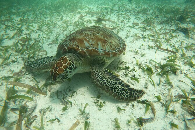 Costa Maya, snorkeling on the reef with fish, looking for turtles - The Value of the Tour