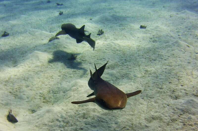 Costa Maya: Two Tank Fun Dive for Certified Divers - The Itinerary: What to Expect from Start to Finish