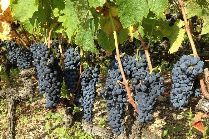 Cotes du Rhone Wine Tour (9:00 am to 5:15 pm) - Small Group Tour from Lyon - The Itinerary in Detail: What You Can Expect
