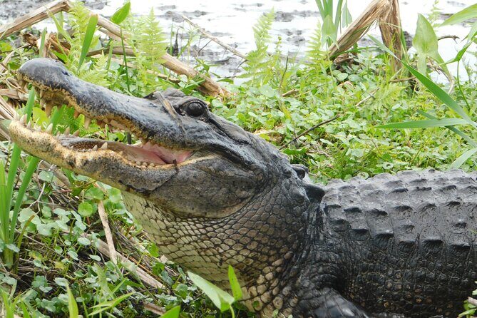 Covered Boat Swamp Tour with Transportation from New Orleans - Analyzing the Value