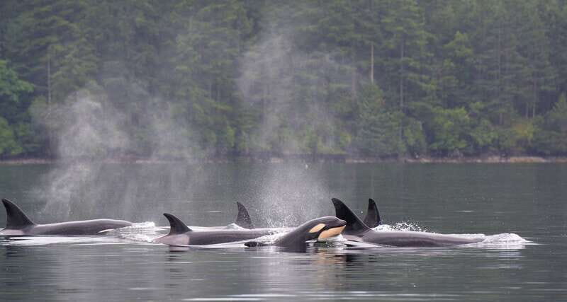 Cowichan Bay: Half-Day Whale & Wildlife Adventure - Authentic Encounters and Real Reviews