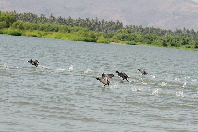 Coyuca Town Tour and Baby Turtle Release - What the Tour Offers and What to Expect