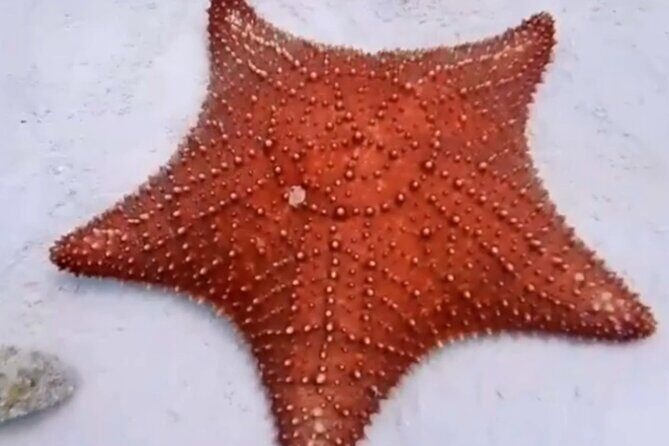 Cozumel 4 Hour Boat Sky Tour - Whats Included and Whats Not