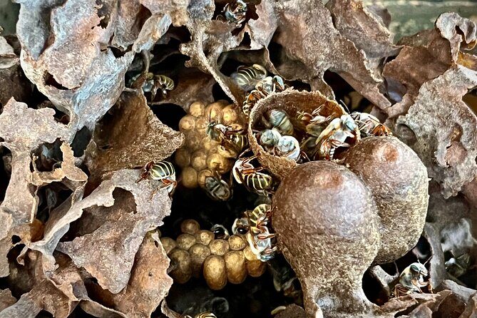 Cozumel: Bee Farm + Honey & Chocolate Tasting + Sightseeing - Analyzing the Cost and Value