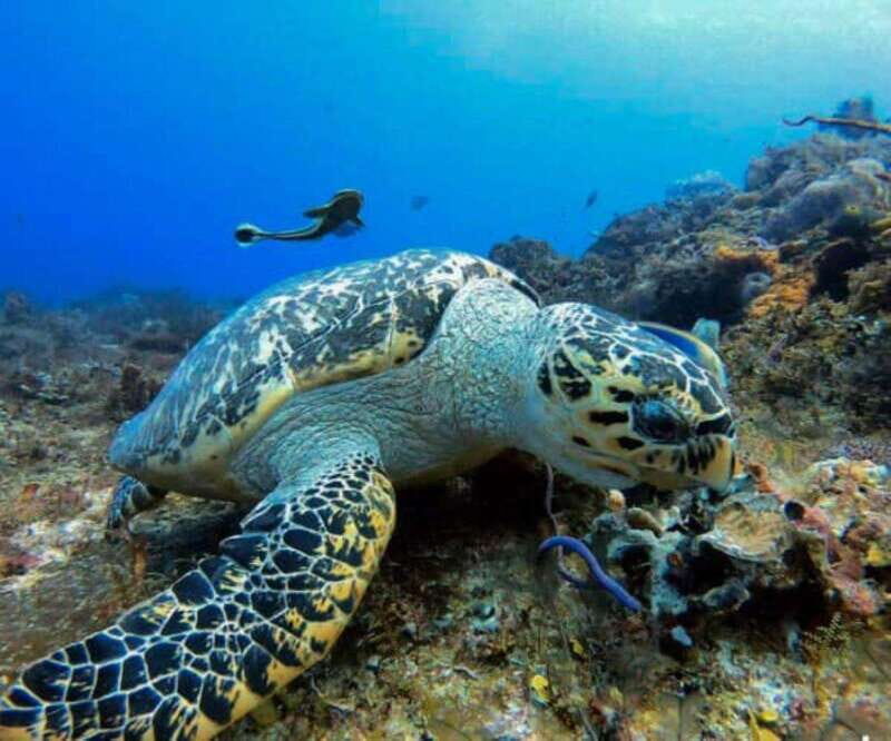 Cozumel: Discover Scuba Diving - Who Would Enjoy This Tour?