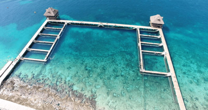 Cozumel: Dolphin Royal Swim and Manatee Interaction - Who Should Book This Tour?