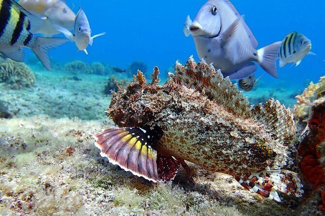 Cozumel El Cielo Tour! Palancar & Colombia Reef from Cancun - The Itinerary in Detail