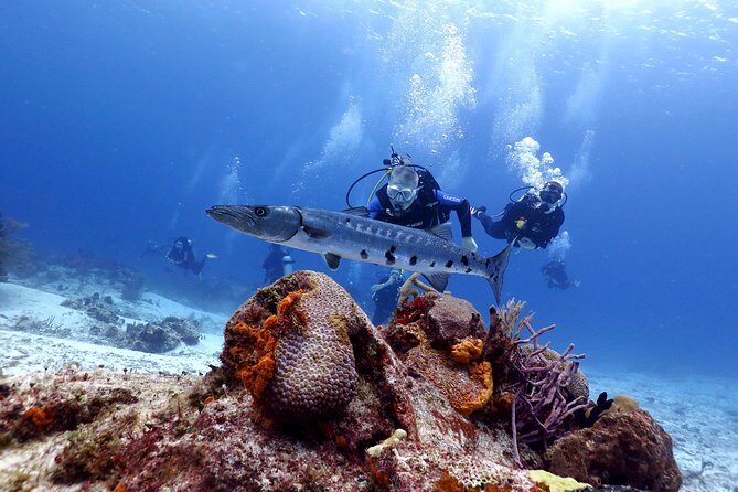 Cozumel Express 2-Tank Dives from Playa del Carmen/ Only for Certified Divers - The Value of the Included Amenities