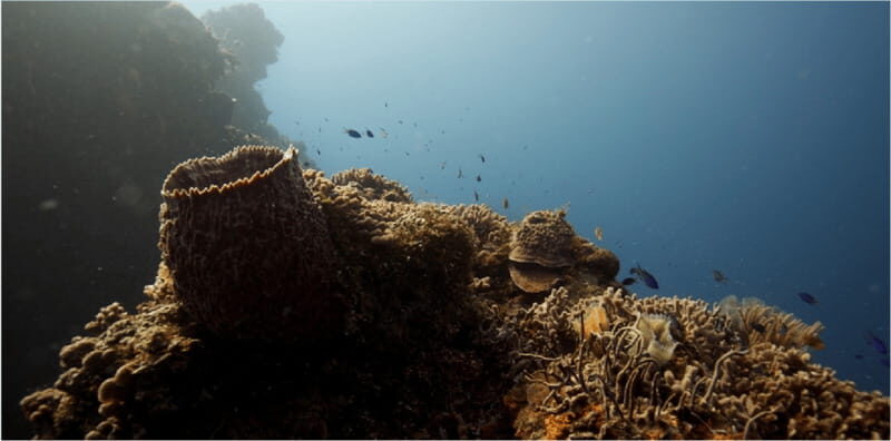 Cozumel: Ocean Dive - The Sum Up