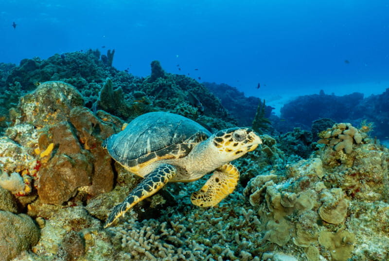 Cozumel: Open Water PADI Diver Course - What’s Included – and What’s Not