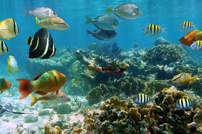 Cozumel: Palancar, Columbia and Cielo Reefs Snorkeling Tour - The Itinerary in Detail