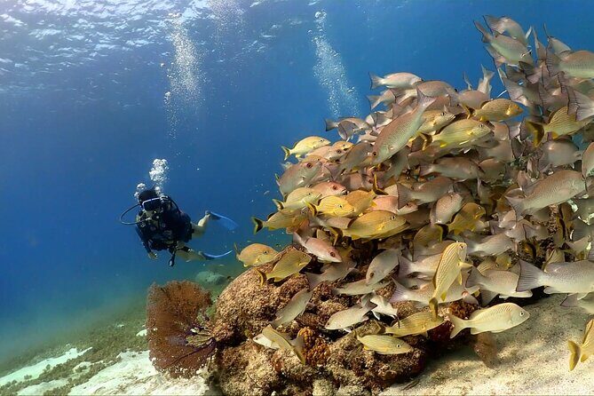 Cozumel Scuba Dive at Chankanaab - Price and Value