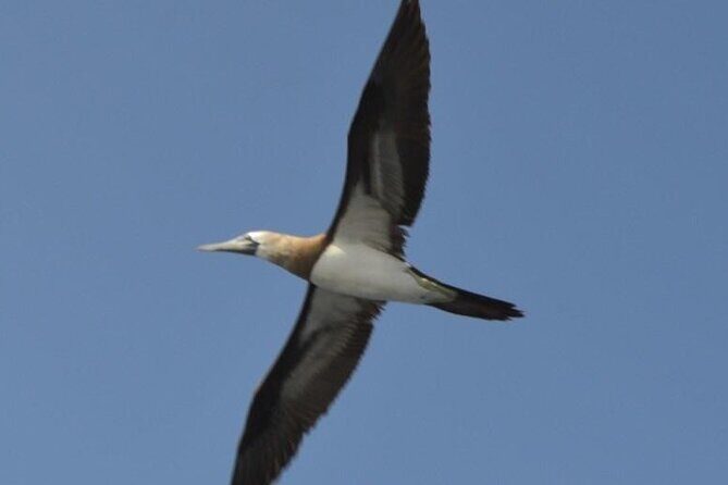 Cruise in Marietas Island with Lunch and Open Bar - Who Will Love This Tour?