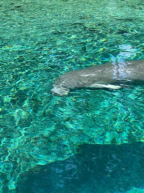 Crystal River: Manatee Season Tour w/ Free Photo Package - The Sum Up