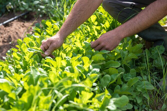 Culinary Agristory in Vathis - Kalymnos - Who Will Love This Tour?