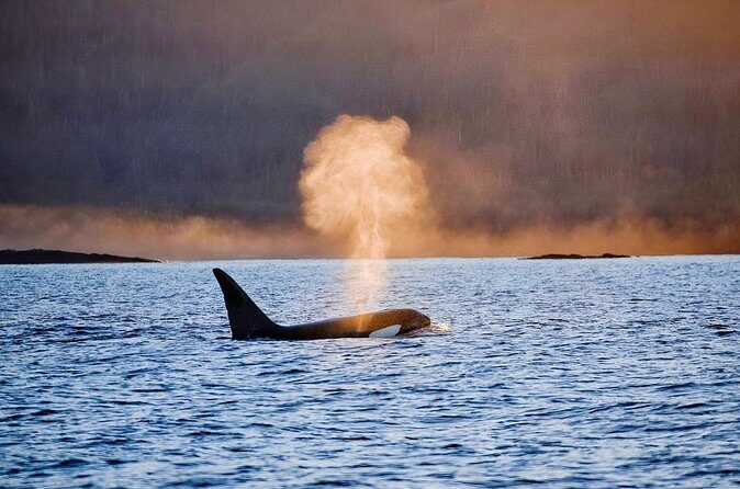 Customizable Private Wildlife Tour - Deep Dive into the Itinerary