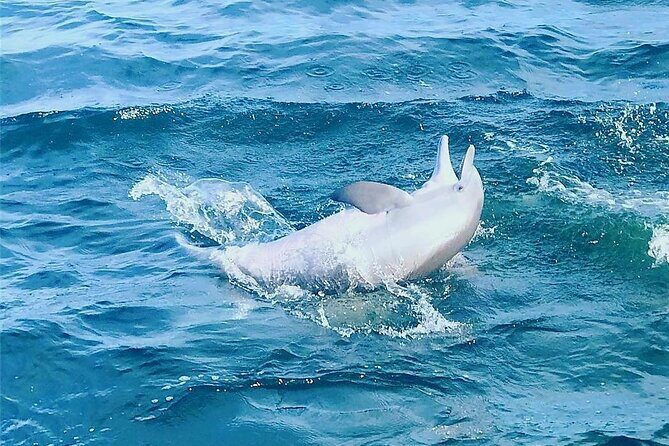 Daily Dolphin Cruise + Sightseeing Tour on Pensacola Beach - The Experience: What Makes It Special