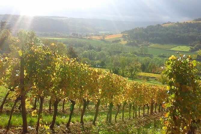 Day tour of the road of the Grands Crus vineyards of Burgundy. - What You Get and What You Might Miss