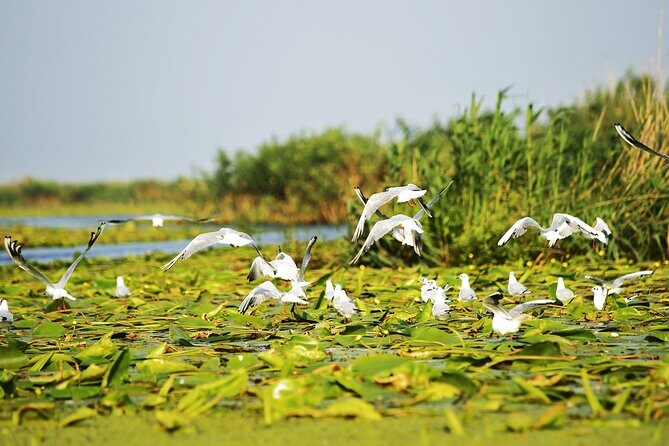 Day Trip from Bucharest to Danube Delta - What Makes This Tour Stand Out?