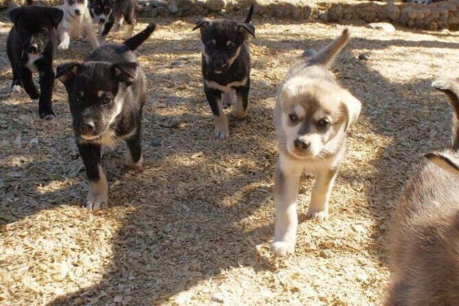 Denali Husky Kennel & Brewpub Visit Half-Day Experience - Who Will Love This Tour?