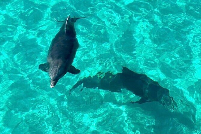 Destin Dolphin and Snorkeling Adventure Speedboat Tour - What the Reviews Say