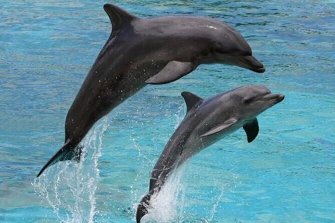 Destin Family Friendly Dolphin Watching Adventure - A Close Look at the Experience