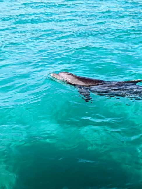 Destin: Public 3 Hour Crab Island and Harbor Tour - Who Will Love This Tour?