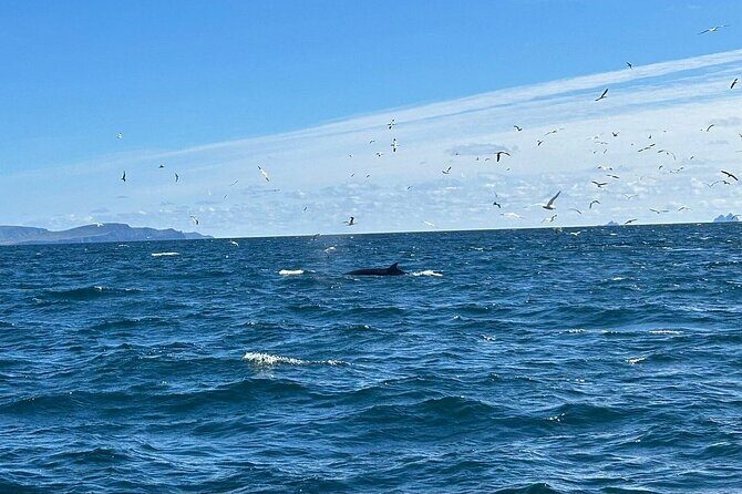 Dingle Boat Tours RIB Adventure Private - Exploring the Dingle Boat Tours RIB Adventure
