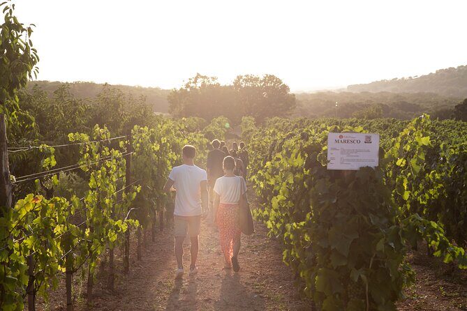 Dinner in the vineyard with wine tasting and walk - The Wines: A Tasting to Remember