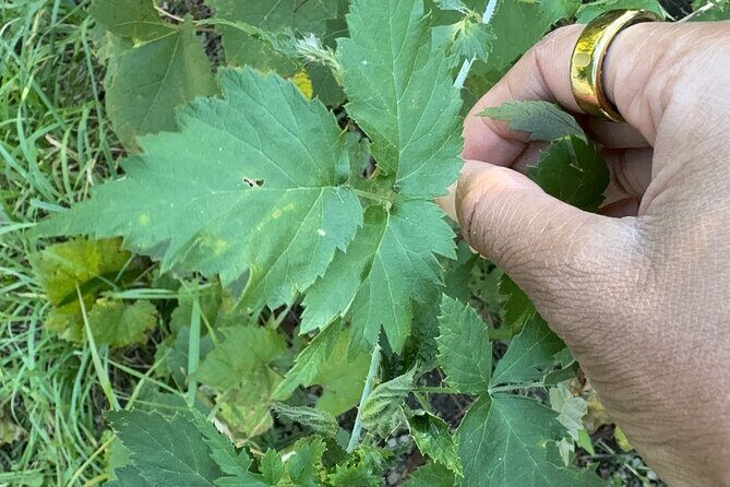 Discover Aurora Illinois Hiking Getaway - Analyzing the Value