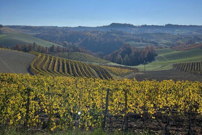 Discover Brunello Wines with DiWine Experience - A Full Breakdown of What to Expect