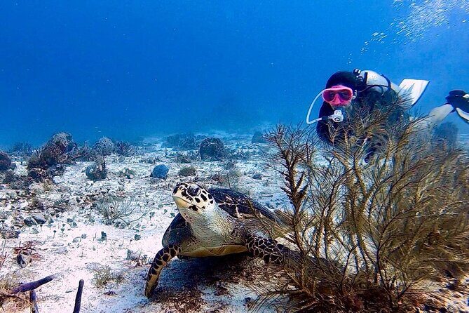 Discover Scuba Diving in Cozumel - What Makes This Experience Stand Out