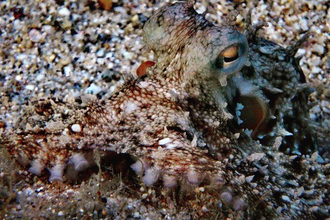 Discover Scuba Diving in Naxos, Greece - Why You’ll Love Discovering the Underwater World in Naxos