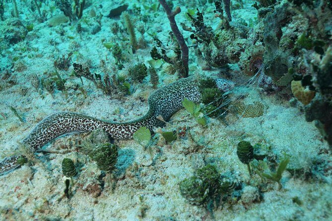 Discover Scuba Diving PADI in Playa del Carmen including underwater video - Why Travelers Love This Tour