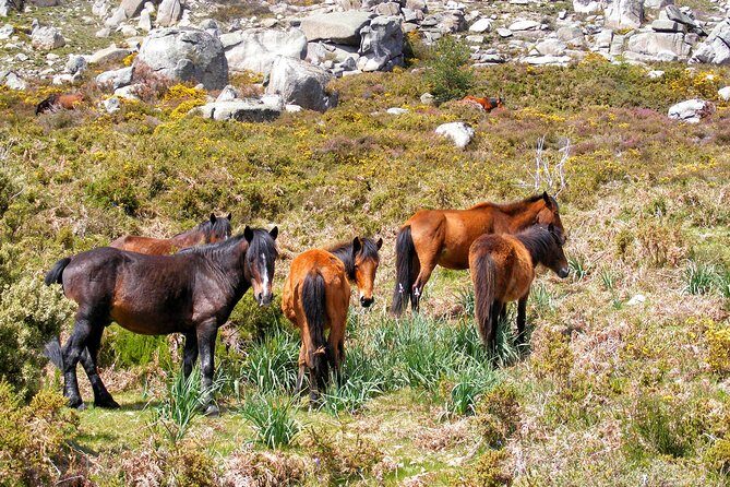 Discovering Campo do Gerês Gate Entrance @ Peneda Gerês National Park - Who Will Love This Tour?