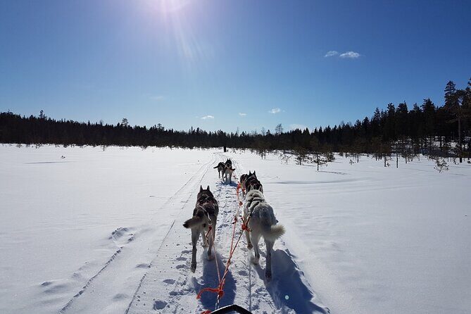 Dogsled Adventure Kiruna - The Cost and Value