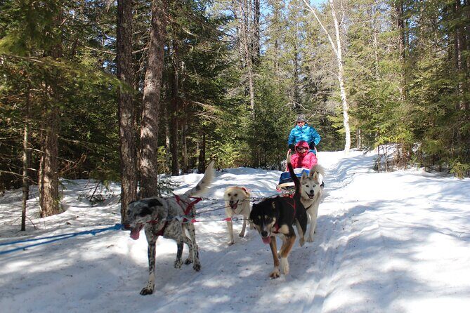 Dogsledding Nordic Adventure in Mont Tremblant - An In-Depth Look at the Dogsledding Nordic Adventure