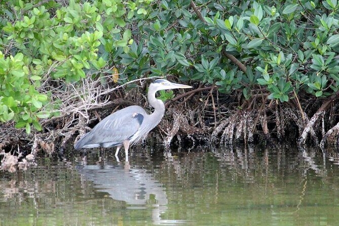 Dolphin Eco Cruise Nature Adventure in Cocoa Beach - The Itinerary in Detail