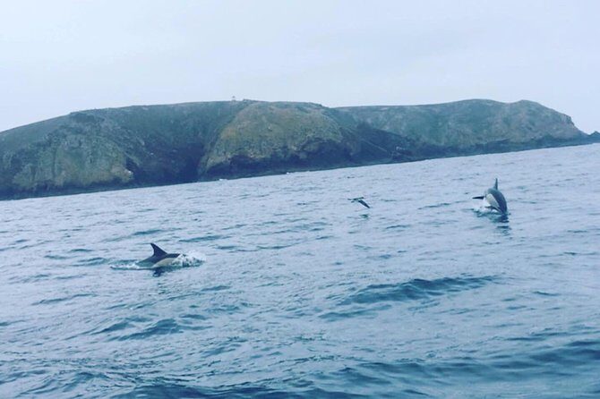 Dolphin Route - Who Should Consider This Tour?