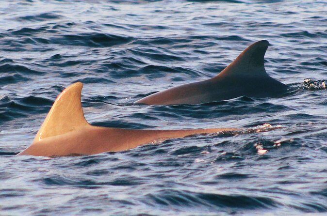 Dolphin Snorkel Tour - Price and Value Analysis