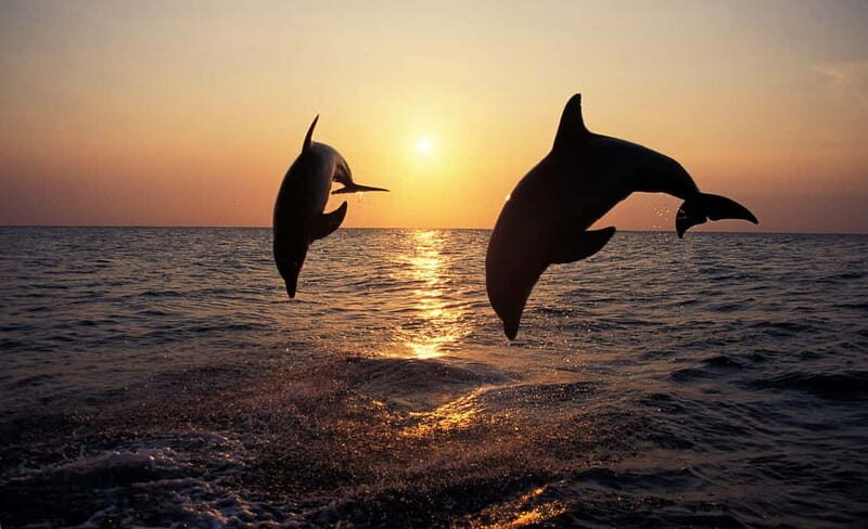 Dolphin Tour 85% chance - All inclusive Drinks + Dinner - What Reviewers Are Saying