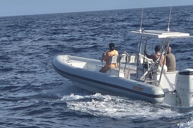 Dolphin Tours in Fuerteventura - A Closer Look at the Experience