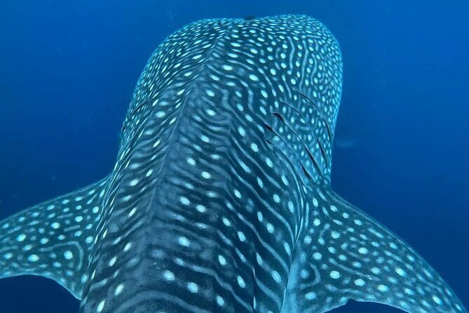 Dolphins,Turtles Watching - Who Should Consider This Tour?