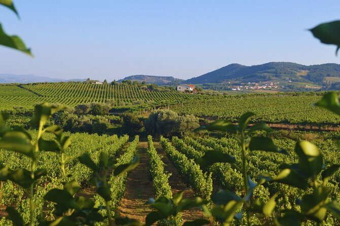 Douro Three Winery Small Group Tour with Lunch and Tastings - What Makes This Tour Stand Out