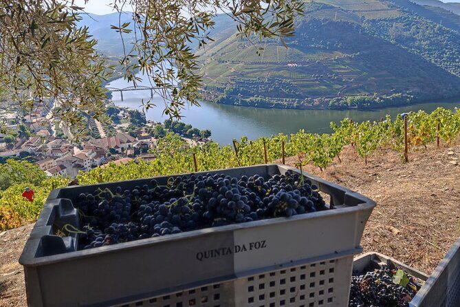 Douro Valley Pinhao Quinta da Foz Tour and Tasting 5 Wines - FAQ