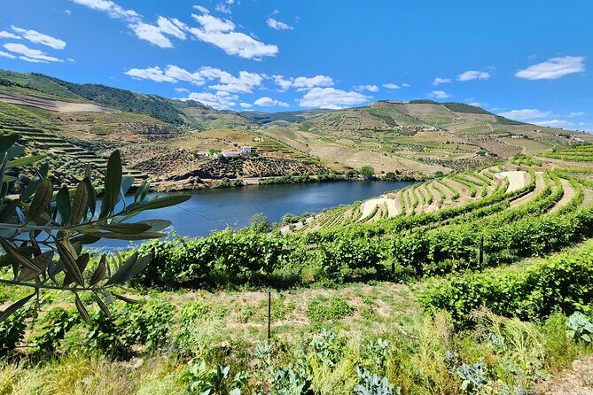 Douro Valley Private Tour (winery + boat + viewpoint) - Who Will Love This Tour?