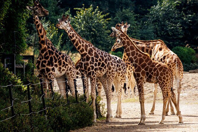 Dublin Zoo Skip-the-line Tickets and Private Transfers - Who Is This Tour Best For?