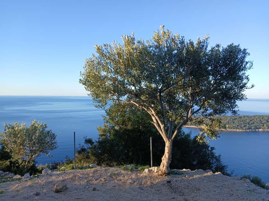 Dubrovnik: Dawn Nature Walk with Historical Twist - Why This Tour Offers Good Value