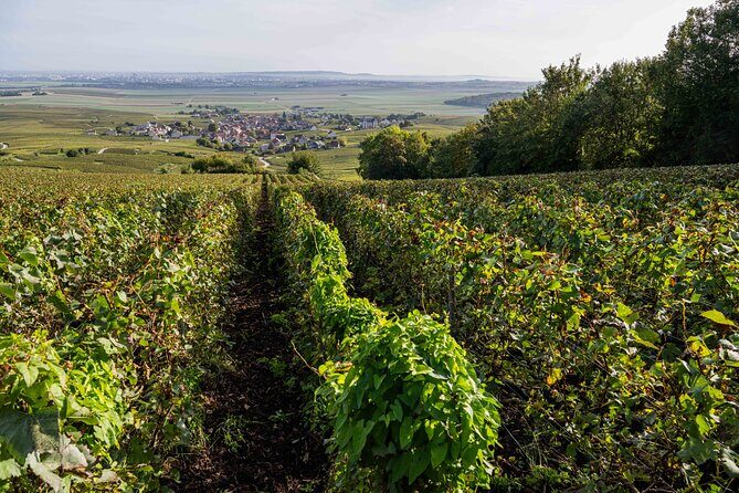 E-Scooter Private Tour and Tasting - End of Tour and Champagne Tasting